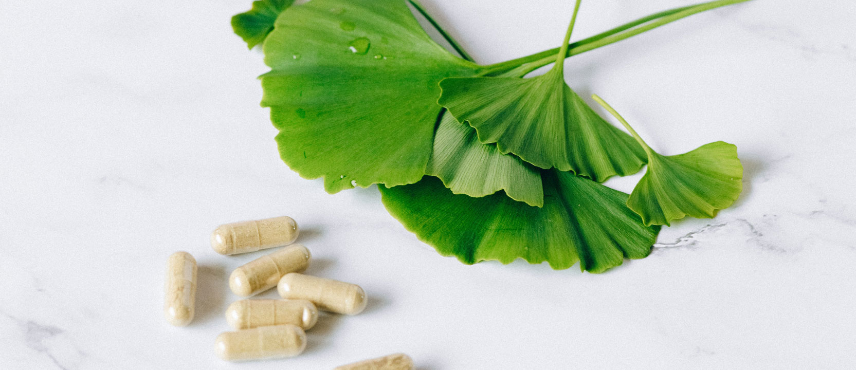 Symbolbild mit Ginkgoblättern mit Kapseln auf hellem Untergrund